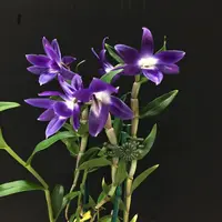 Dendrobium victoria-reginae — Cal-Orchid Inc.