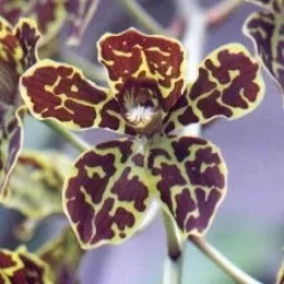 Grammatophyllum Tiger (Grammatophyllum)