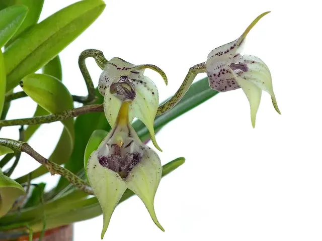 Masdevallia coriacea (Masdevallia)