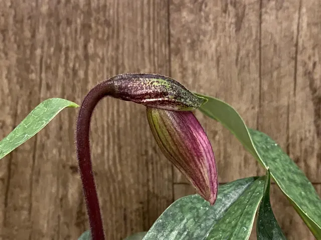 Paphiopedilum Charlesworthii 'Light'