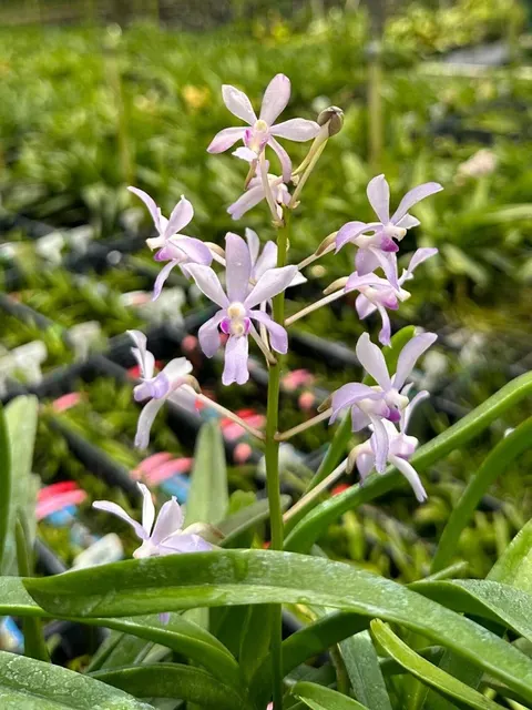 Vandachostylis Theresa Mikesell
