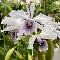 Laelia purpurata werkhauseri var. striata ('#1' x '8 Ball')
