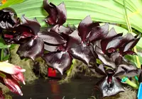 Monnierara Millennium Magic 'Witchcraft' FCC/AOS