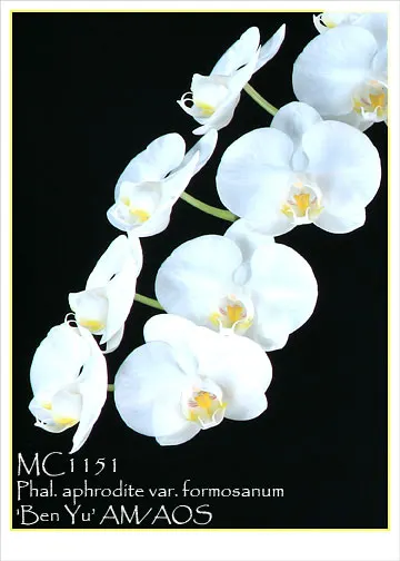 Phalaenopsis aphrodite var formosanum 'Ben Yu AM/AOS , Note : Premium With 2 Spikes' (Phalaenopsis)