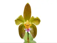 Cattleya granulosa 'Colibri x self'
