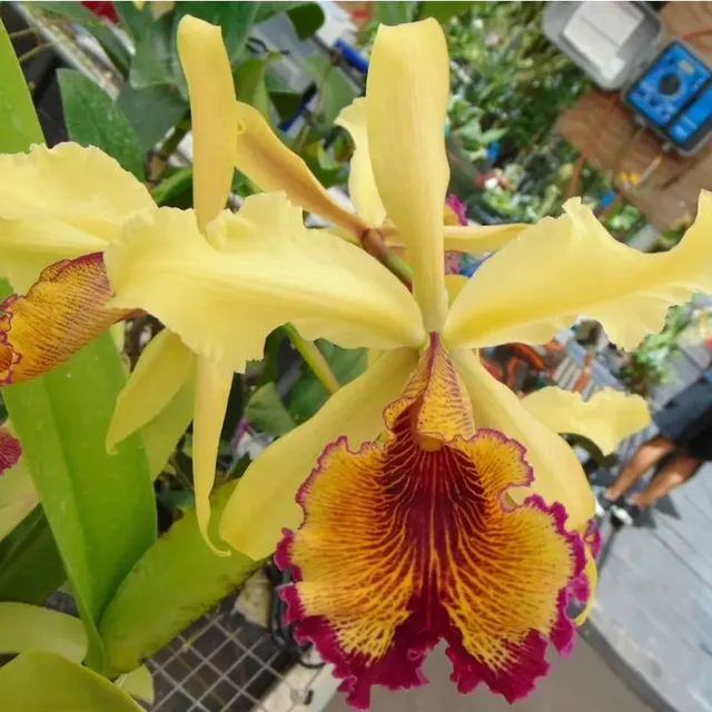 Cattleya dowiana 'Net Dream' (Cattleya)