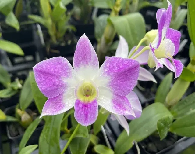 Dendrobium Green Mist X Nida