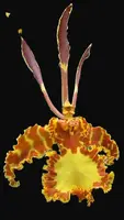 Psychopsis 'Mendenhall 'Hildos' FCC/AOS — Not Currently in Bloom or Spike