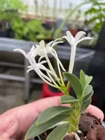 Neofinetia falcata ‘Seiju’