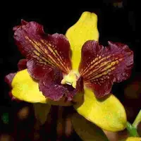 Dendrobium Thongchai Gold 3 Lips
