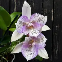 Ctly. Orchid Chantilly Lace 'Twinkle' (Caulocattleya hybrid)