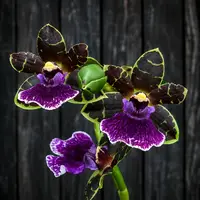 Zglm. Artur Elle 'Tombstone'