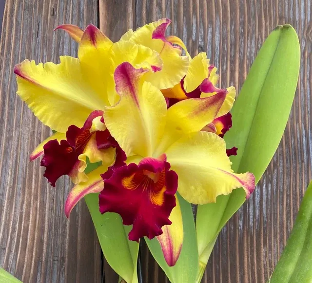 Brassolaeliocattleya Dora Louise Capan 'Lea' (Brassolaeliocattleya)