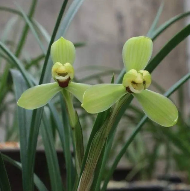 Cymbidium goeringii 'WangZi' (Cymbidium)