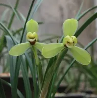 Cym. goeringii 'WangZi' (CYMG08) ( - - goeringii )