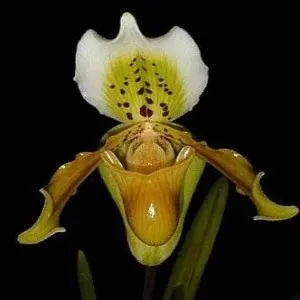 Paphiopedilium exul sp (Paphiopedilum)