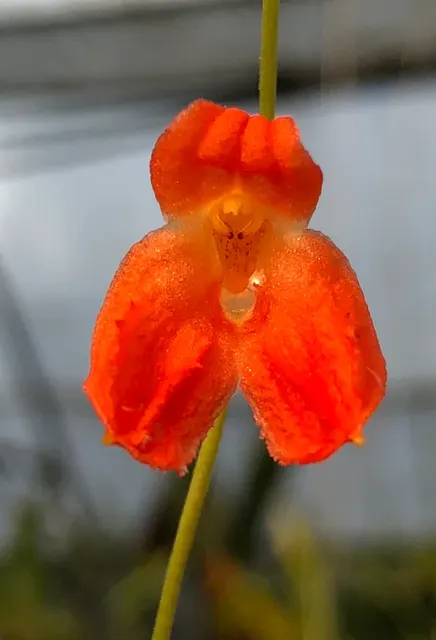 Porroglossum eduardii