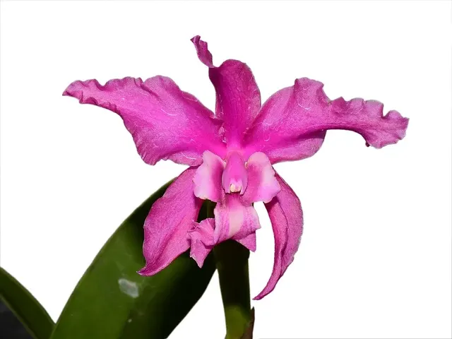 Laeliocattleya Margaret Ackerley (Laeliocattleya)