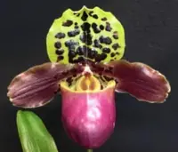 Paphiopedilum henryanum