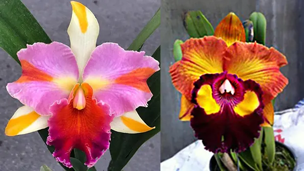 Rhyncholaeliocattleya Yamir Acosta (Rhyncholaeliocattleya)