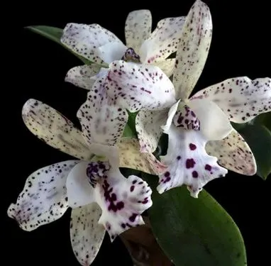 Cattleya Jairak Cosmos