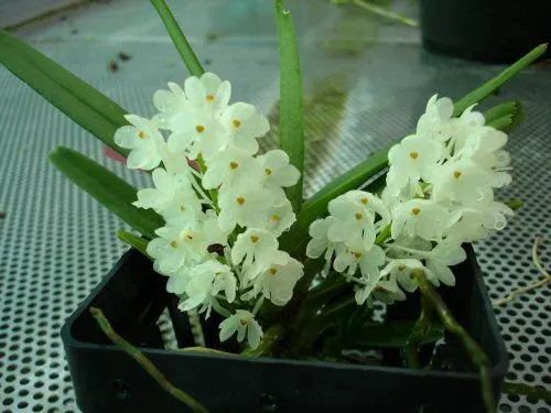 Ascocentrum ampullaceum 'album'