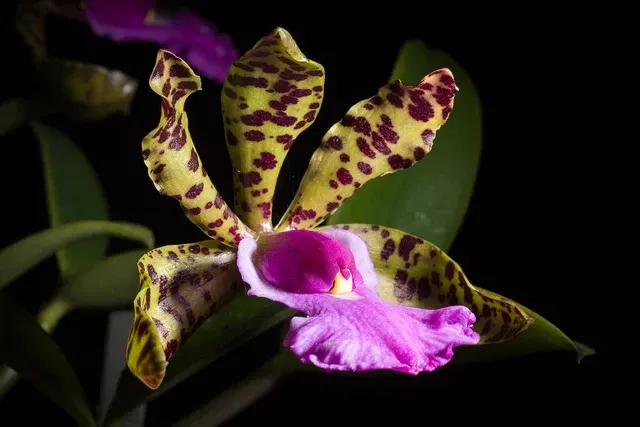 Cattleya aclandiae x sib