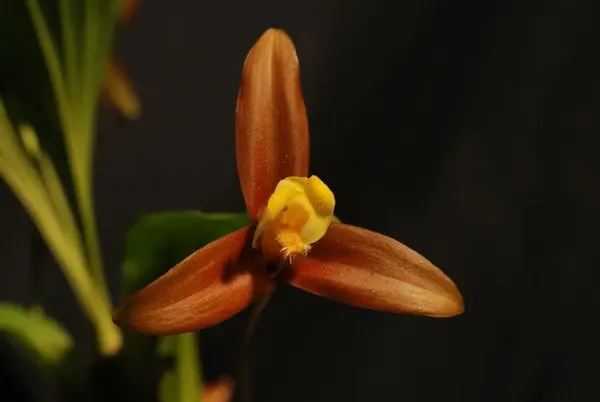 Lycaste lasioglossa