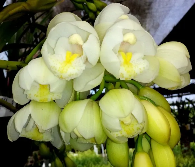 Cymbidium Sleepy Sarah S Choice' 'Tony' (Cymbidium)