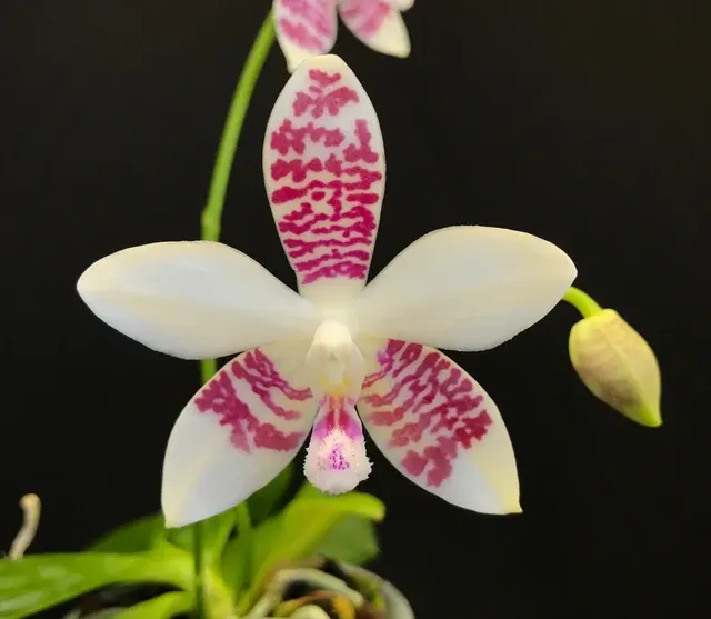 Phalaenopsis x tetraspis