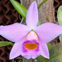 Cattleya praestans 'Labio de facinacion' blooming size cattleya orchid species.
