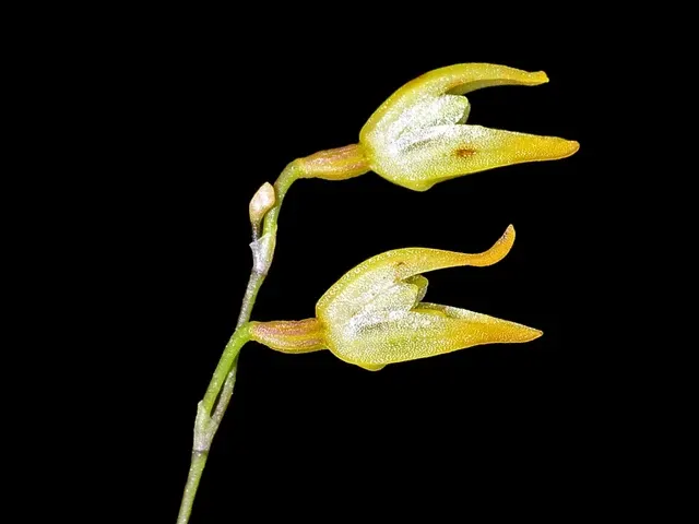 Specklinia producta (Specklinia)