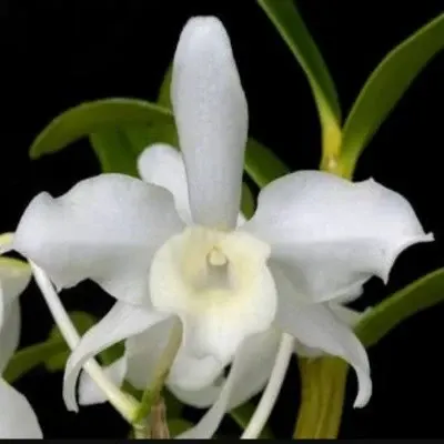 Dendrobium nobile var.alba sp