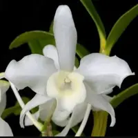 Dendrobium nobile var.alba sp.