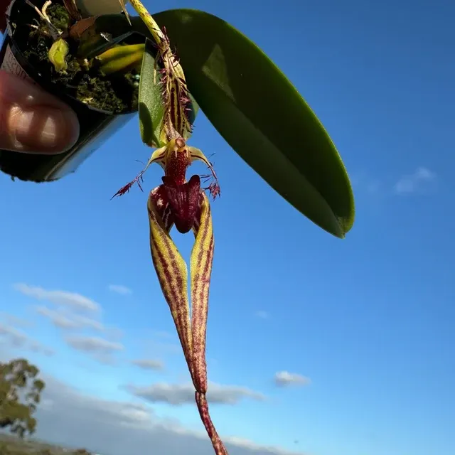 Bulbophyllum ornatissimum × putidum (Bulbophyllum)