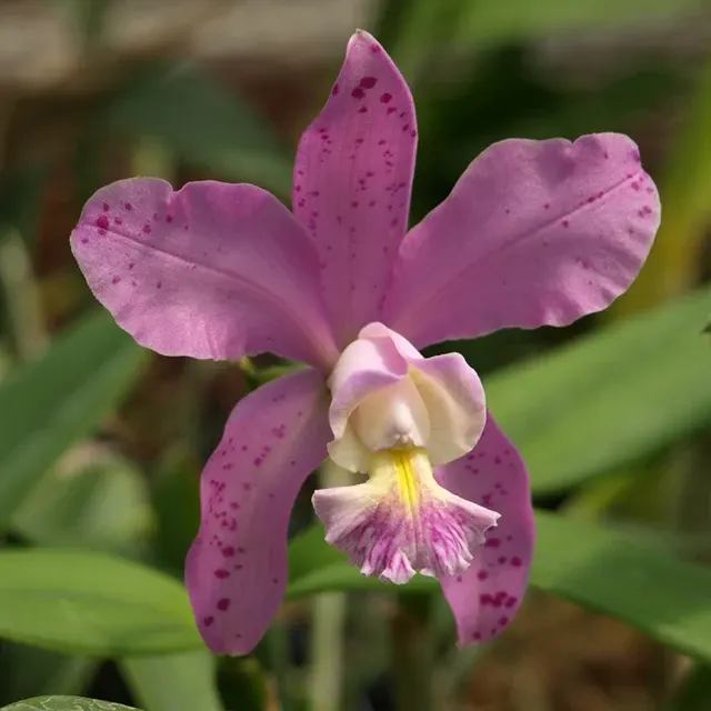 Cattleya Jewell's Dottie Diamond (Cattleya)