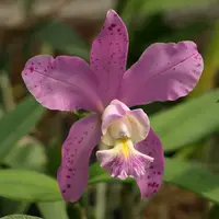Cattleya Jewell's Dottie Diamond