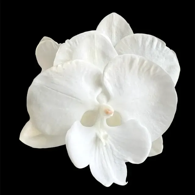 Phalaenopsis Charming Snow - Big Lip '0410'