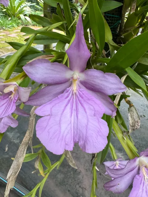 Miltonia morelliana 'Spitskop Blush' (Miltonia)