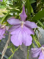Miltonia morelliana 'Spitskop Blush'