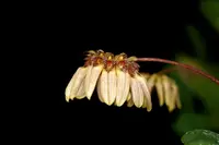 Bulbophyllum sikkimense