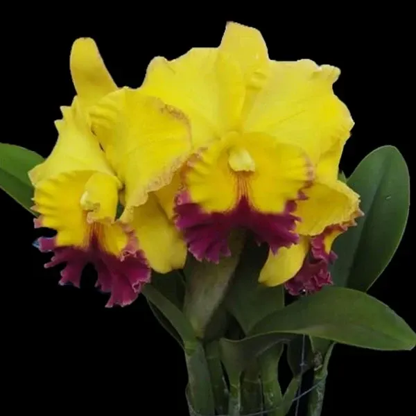 Rhyncholaeliocattleya Atardecer 'Palmoreno Thongsuk Delight'