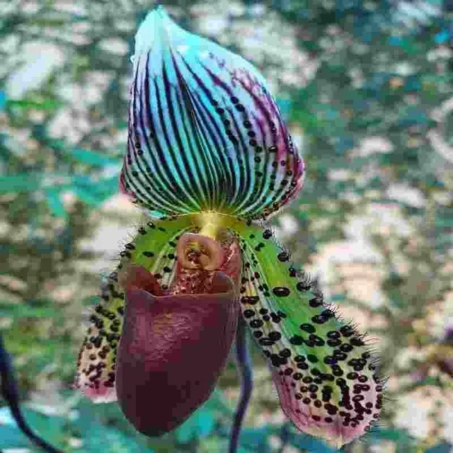 Paphiopedilum Macabre X Paph. Holdenii (Paphiopedilum)