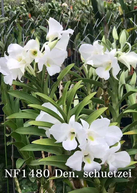 Dendrobium schuetzei 'Snow Angel'