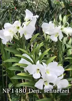 Dendrobium schuetzei (schuetzei ' Snow Angel ' x schuetzei ' Dogashima ' )