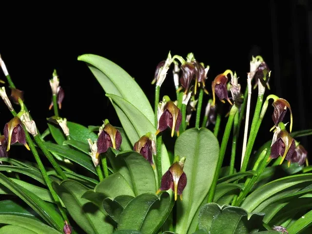 Masdevallia cuprea (Masdevallia)