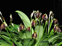 Masdevallia cuprea