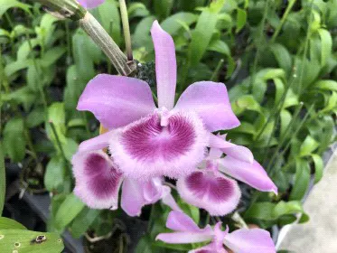 Dendrobium Adastra (Dendrobium)