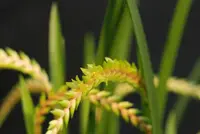Dendrochilum wenzelii 'grün' — Blühfähige Pflanze
