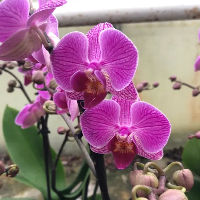 Phalaenopsis XP21